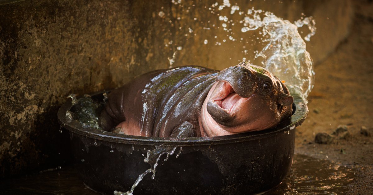 Como os animais virais dominaram a Internet este ano