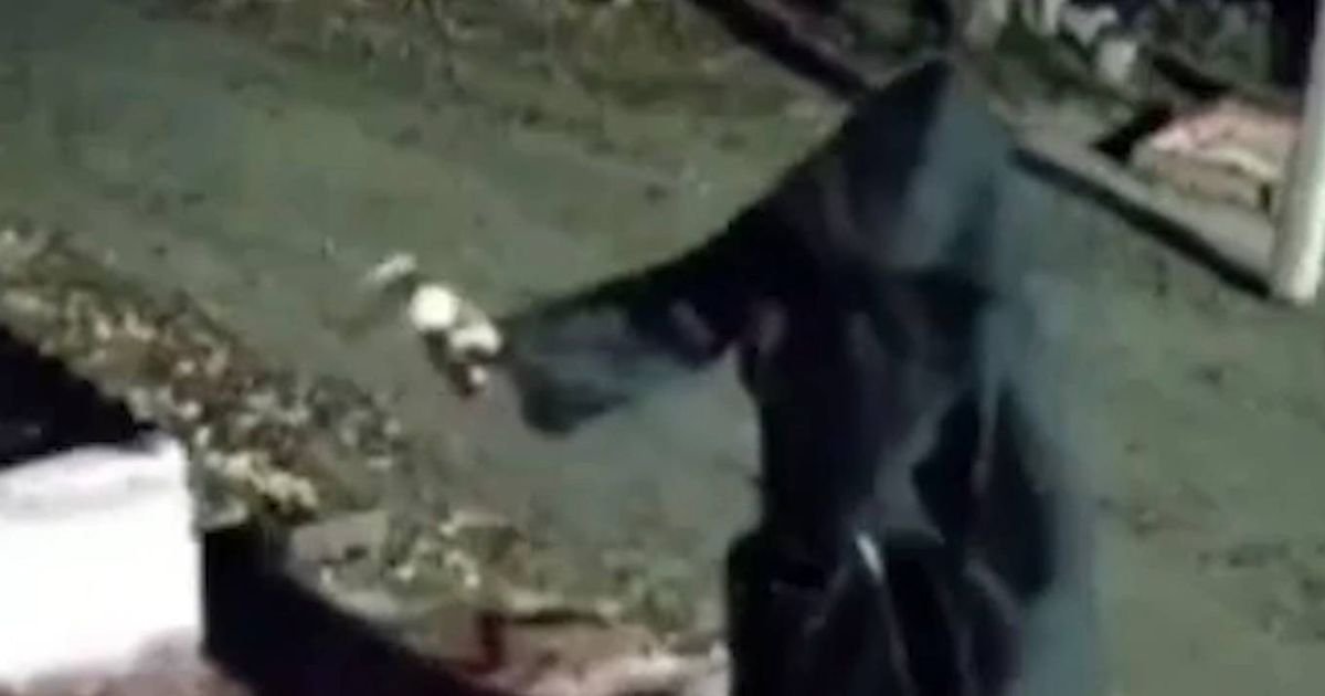 Imagens horríveis mostram homem realizando ritual satânico com cabeça de animal morto do lado de fora da casa da ex-namorada