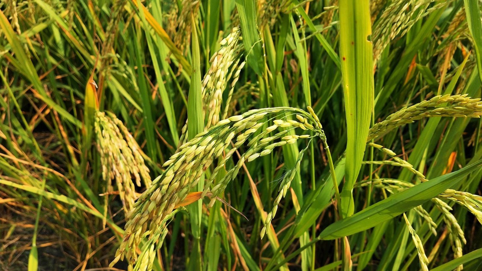 Testes de corte de safra em Punjab mostram que a produção de arroz foi reduzida em cerca de 8 quintais/hectare | Notícias de Chandigarh